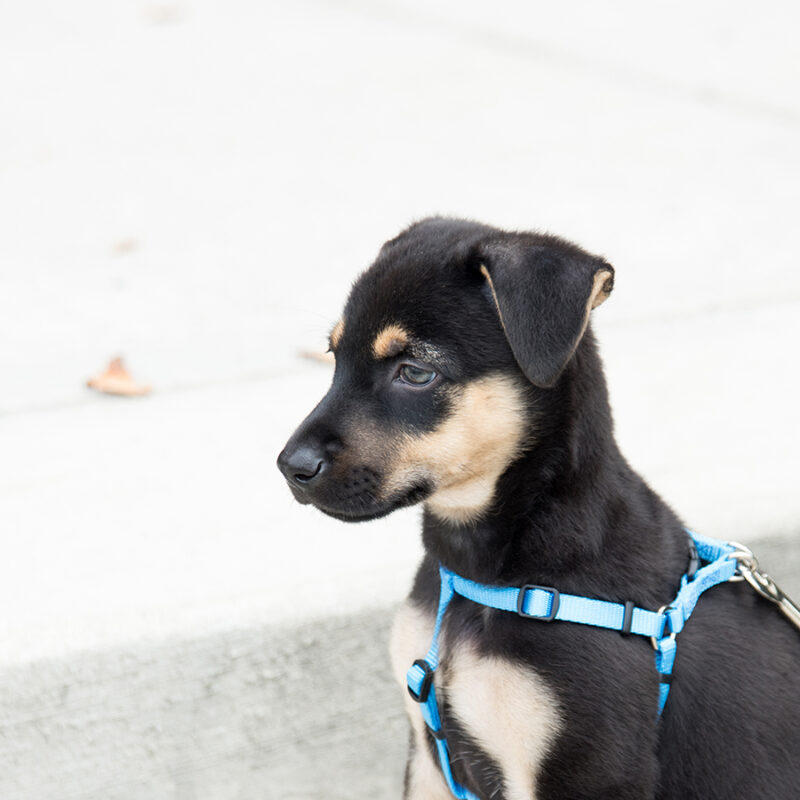 Cute,Doberman,Puppy,Outside,On,Beach,Walking,In,Harness Cute Doberman Puppy Outside on Beach Walking in Harness