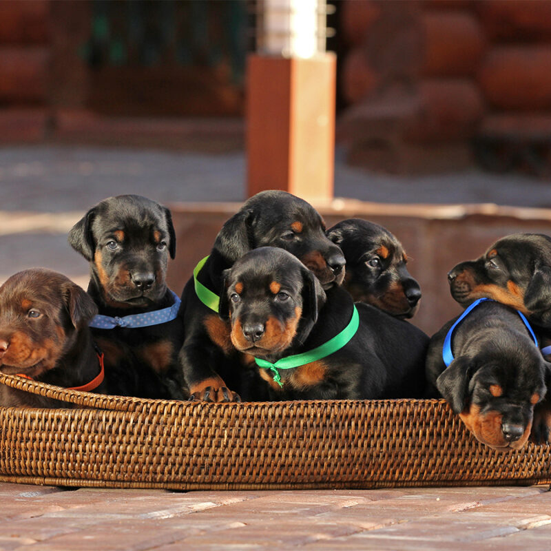 7,Doberman,Puppies,In,Basket,,Outdoors 7 doberman puppies in basket, outdoors