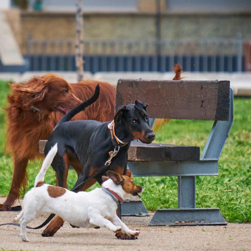 Doberman,Puppy,Playing,With,Jack,Russell.,Dog,Socialization Doberman puppy playing with Jack Russell.