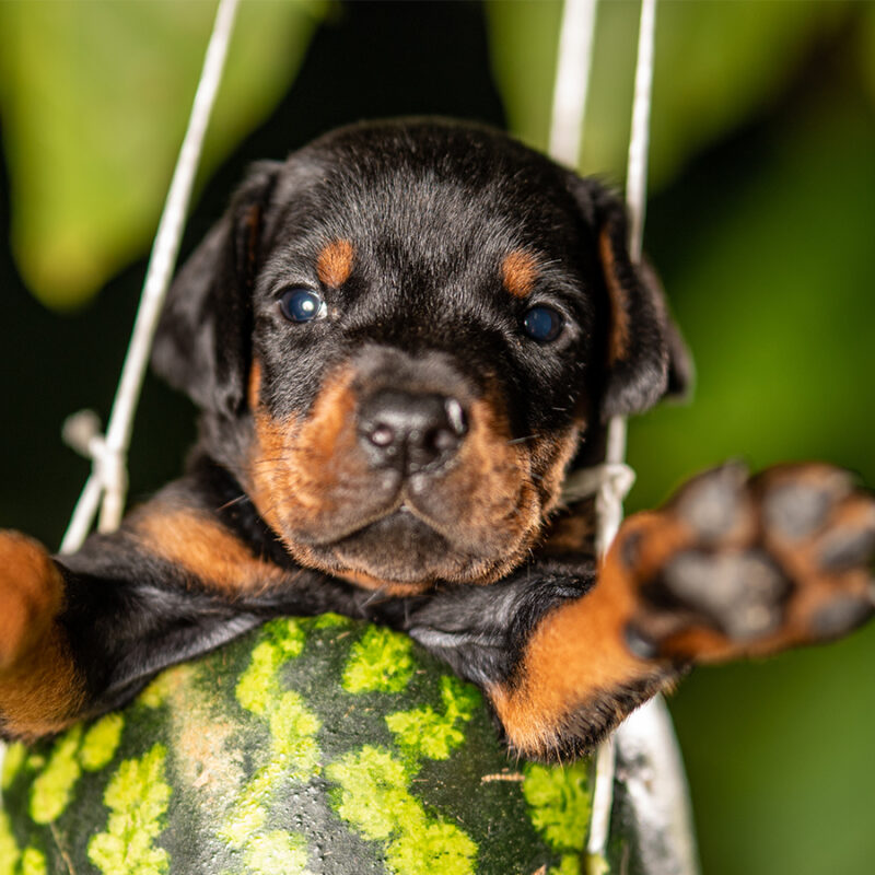 Doberman,Puppies,With,Watermelon,In,Nature Doberman puppies with watermelon in nature