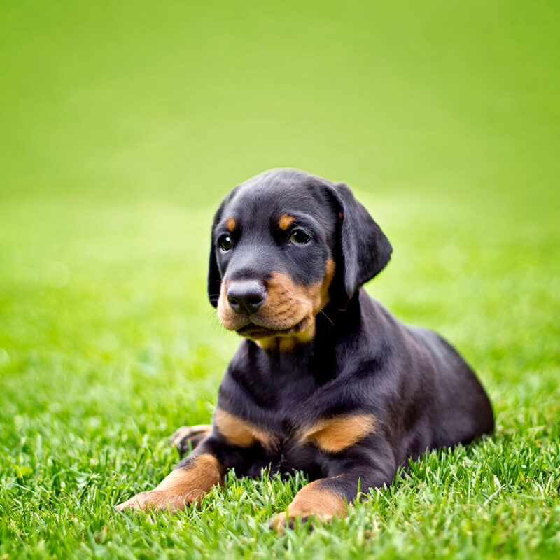 Doberman,Puppy,In,Grass.,Puppy,Lies,On,The,Green,Grass. Doberman puppy in grass. Puppy lies on the green grass. He is black and brown and so cute.