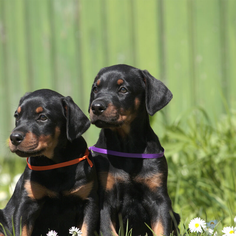Doberman puppies with ribbons in flowers, close up portrait