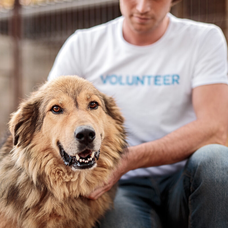 Crop man in volunteer t shirt caressing cheerful homeless dog while working in animal shelter