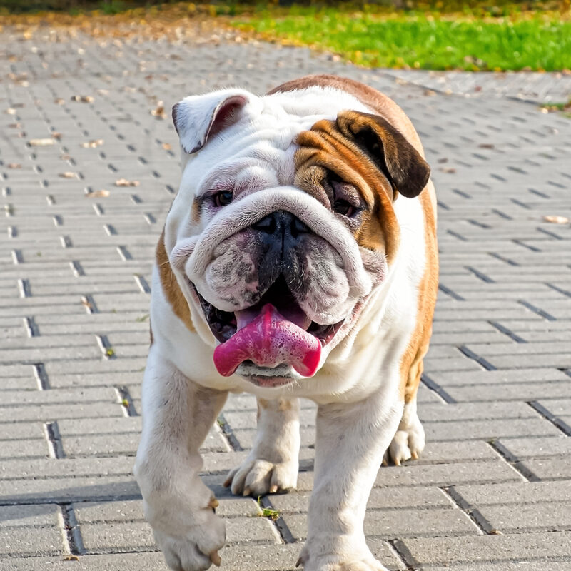 English Bulldog Main 1 English Bulldog Main 1