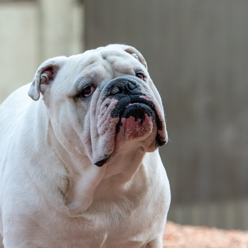 English Bulldog Main 2 English Bulldog Main 2