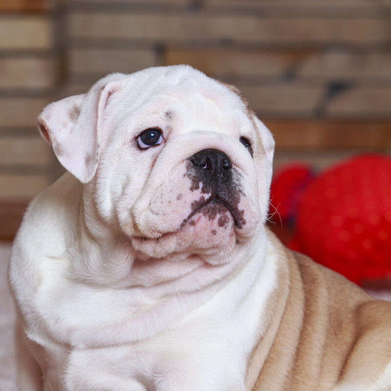 English Bulldog Main 3 English Bulldog Main 3
