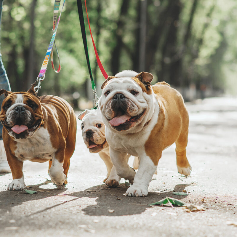 English Bulldog Main 4 English Bulldog Main 4