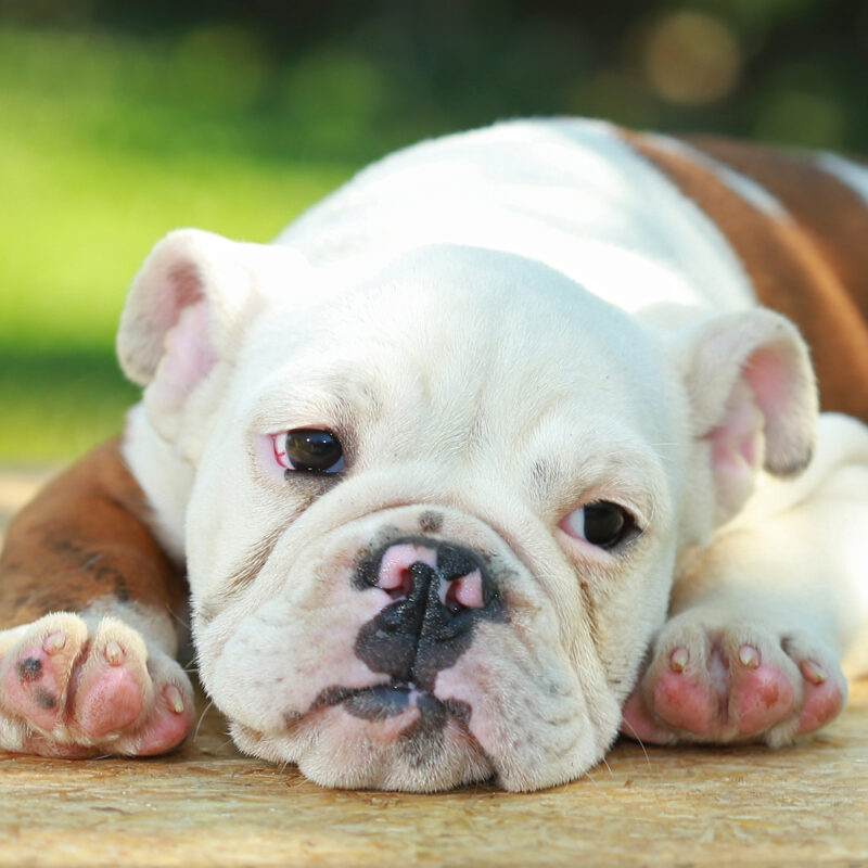 English Bulldog Main 5 English Bulldog Main 5