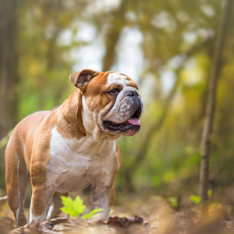 English Bulldog Main 6 English Bulldog Main 6