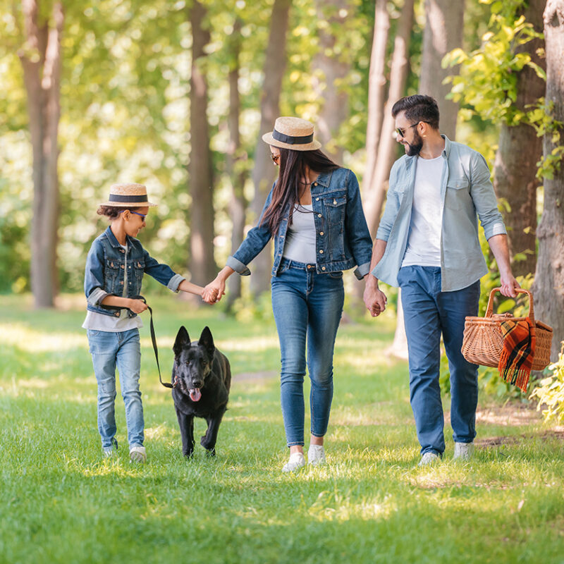 young happy interracial family with dog holding hands and walking in sunny forest