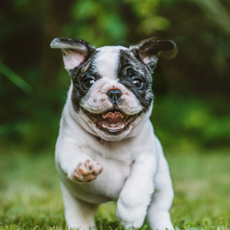 French Bulldog Florida 1 French Bulldog Florida 1