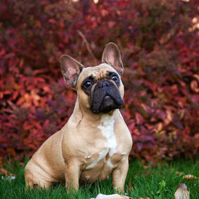 French Bulldog Florida 2 French Bulldog Florida 2