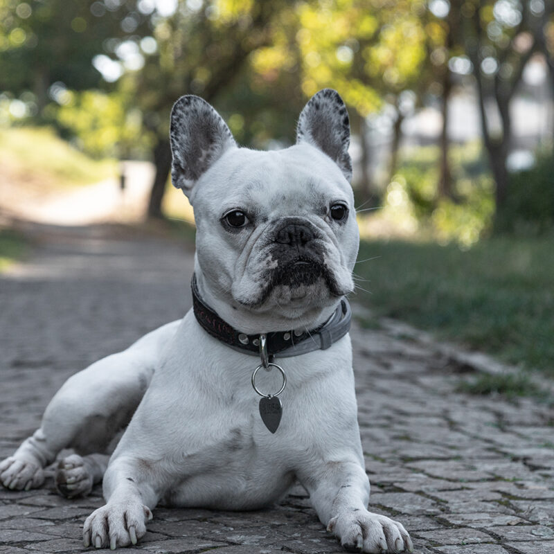 French Bulldog Main 1 French Bulldog Main 1