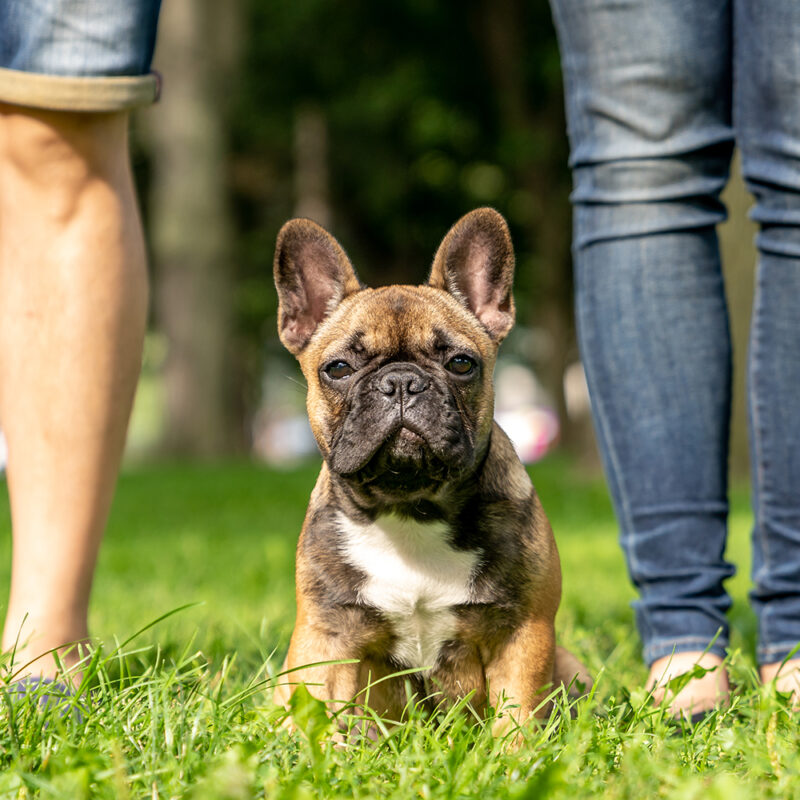 French Bulldog Main 2 French Bulldog Main 2