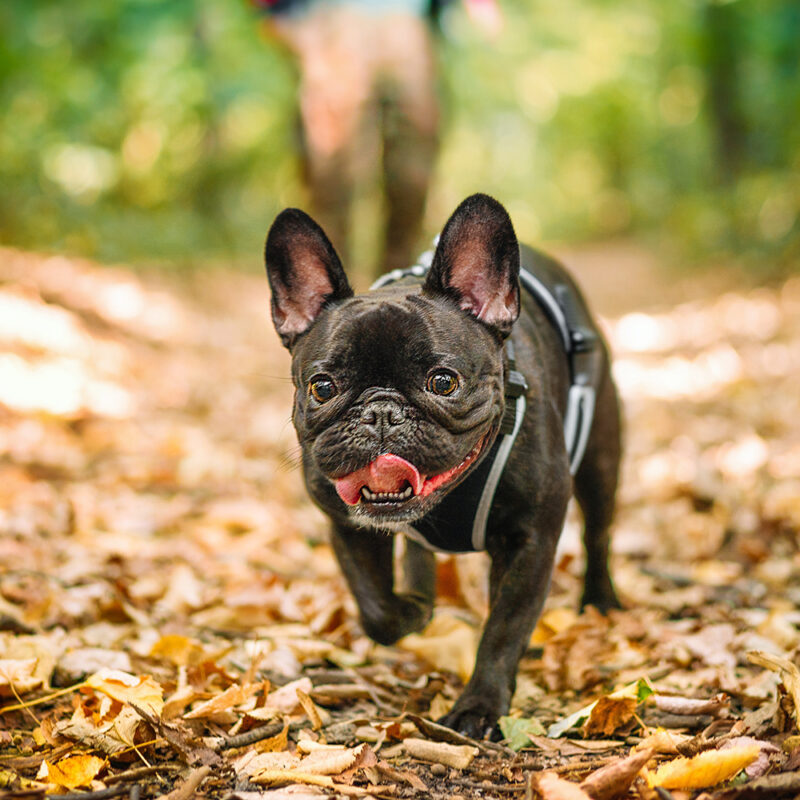 French Bulldog Main 3 French Bulldog Main 3