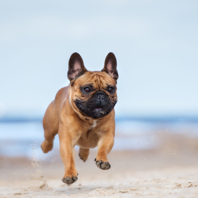 French Bulldog Main 4 French Bulldog Main 4