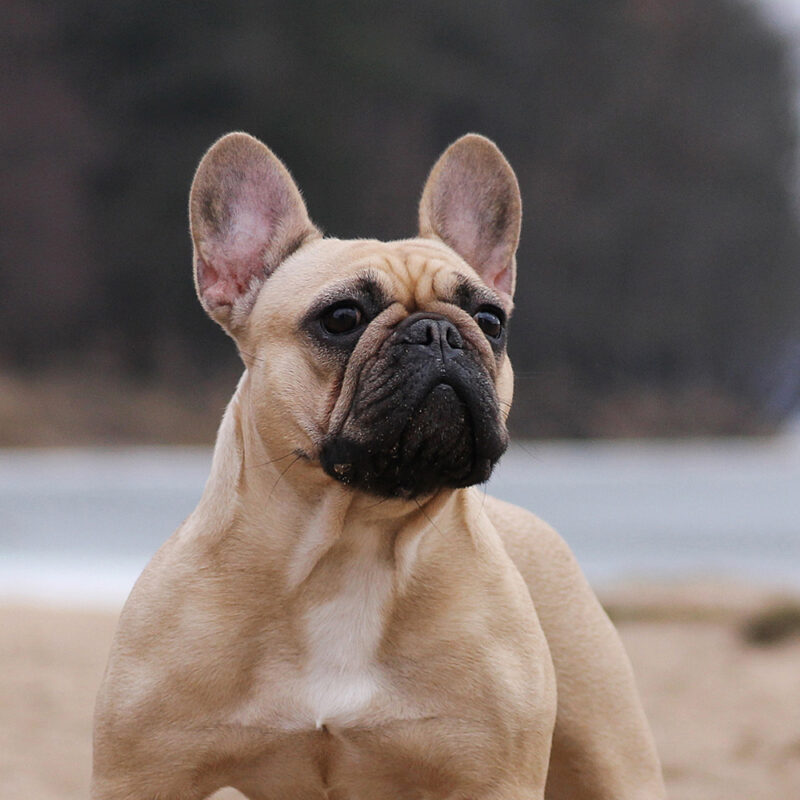 French Bulldog Main 5 French Bulldog Main 5