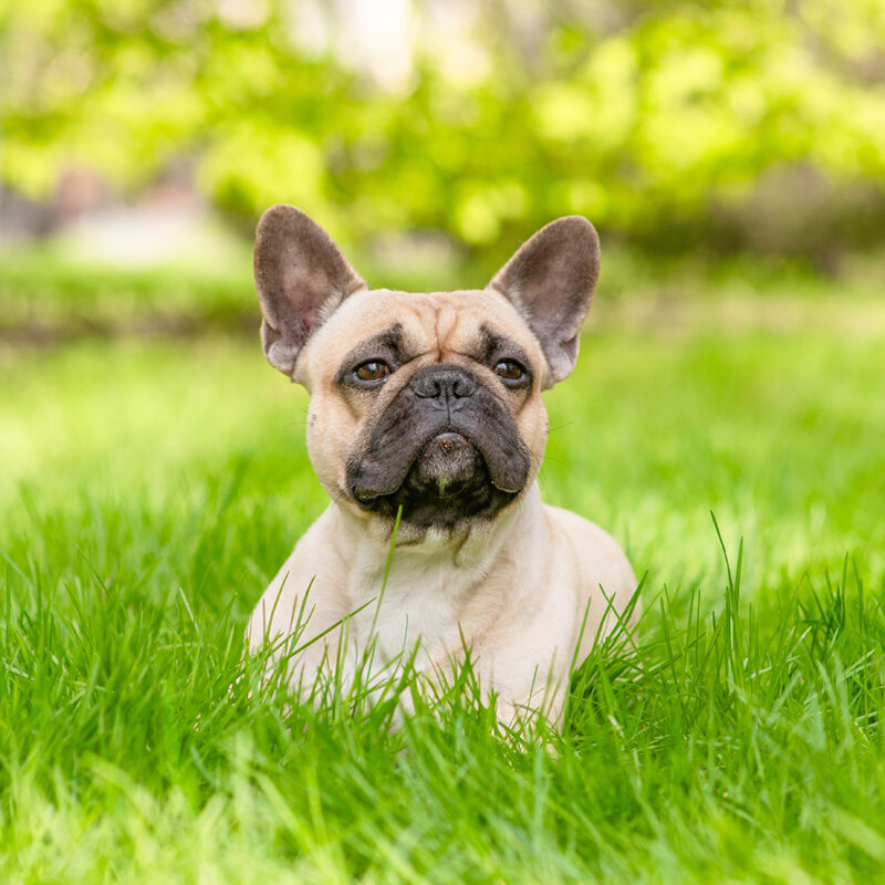 French Bulldog Main 6 French Bulldog Main 6