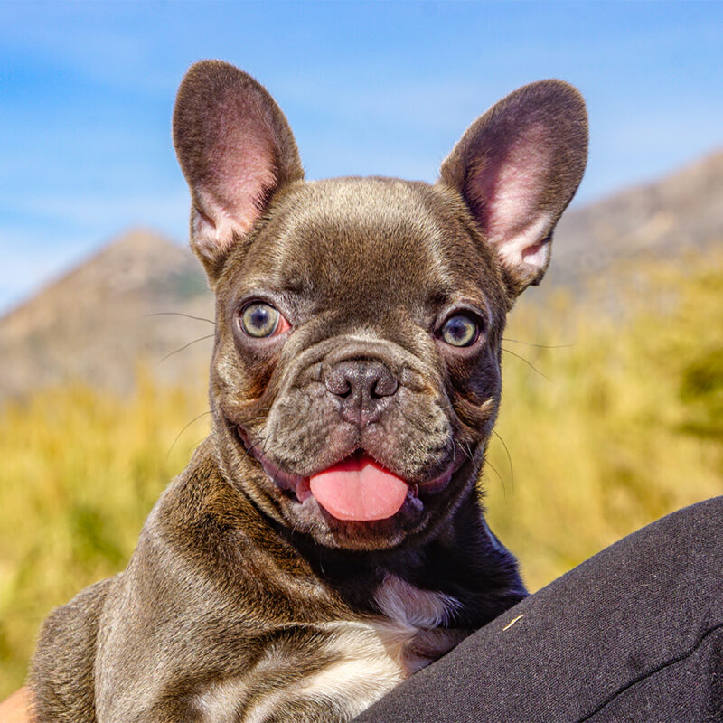 French bulldog blue puppy enjoying the world