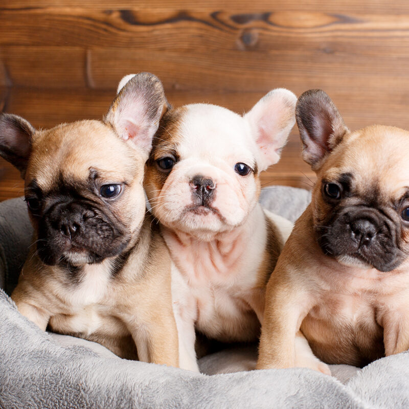 French bulldog puppies are lying in a sunbed