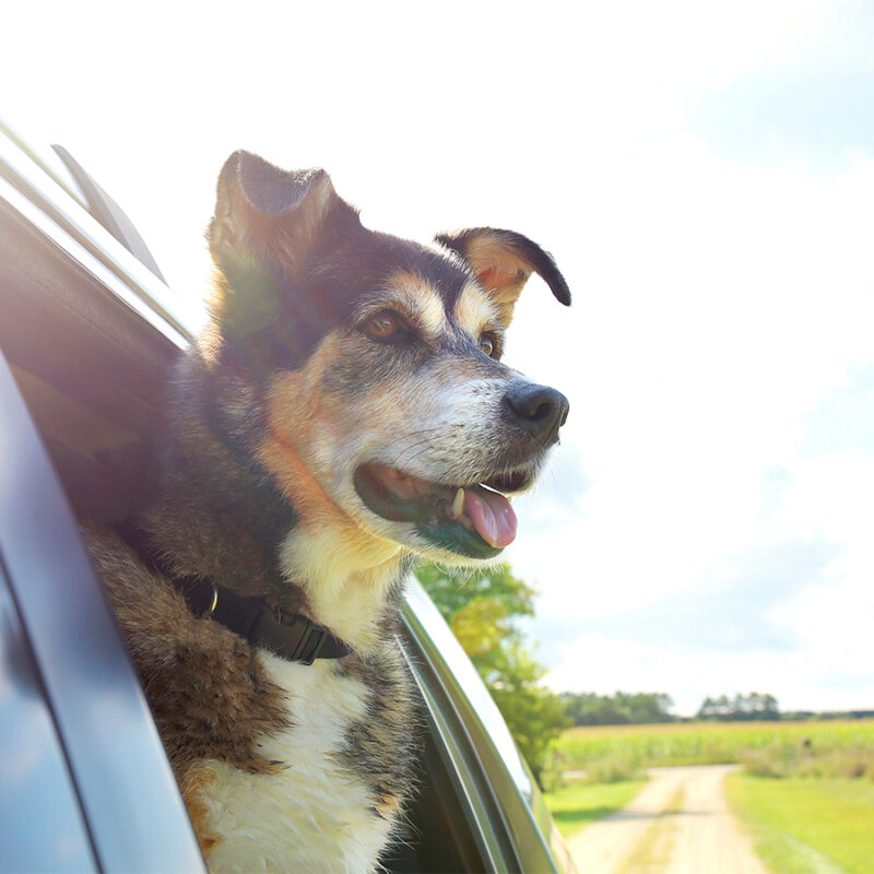 A,Beautiful,And,Happy,German,Shepherd,,Husky,,Border,Collie,Mix A beautiful and happy German Shepherd, Husky, Border Collie mix breed dog is smiling as he sticks his head out the family car window on a sunny summer day.