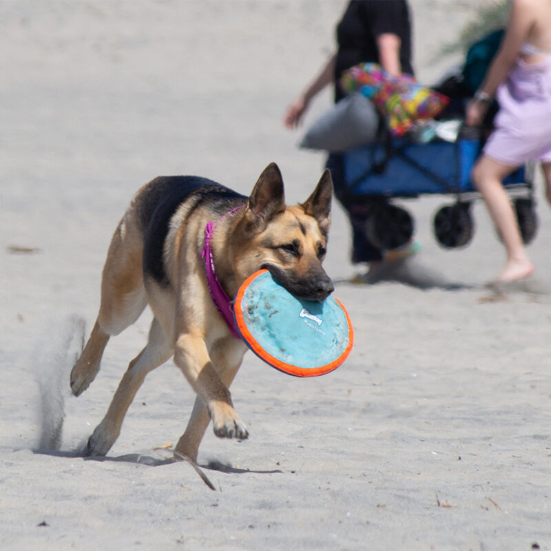 German,Shephard,Husky,Mix,Mutt,Playing,At,The,Beach German shephard husky mix mutt playing at the beach