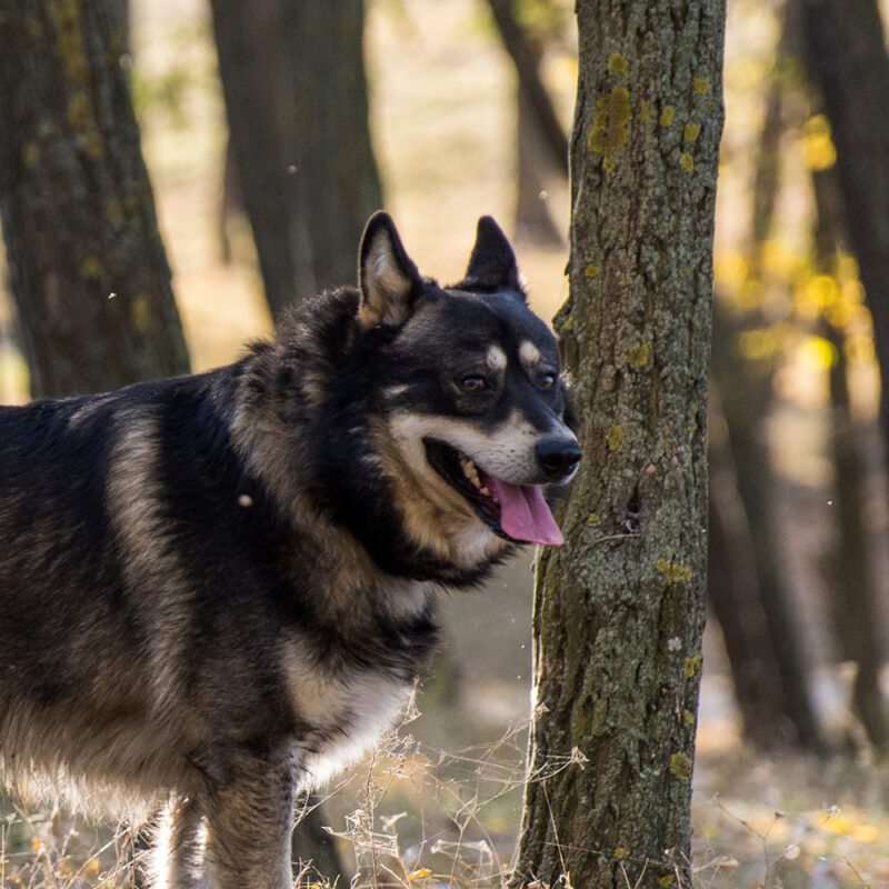 How To Adopt A German Shepherd Husky Mix Dog Adoption Dog Academy