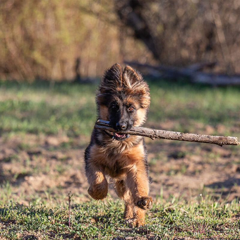 Long-haired,German,Shepherd,Breed,Puppy,Running,With,A,Stick,In Long-haired German Shepherd breed puppy running with a stick in his mouth.