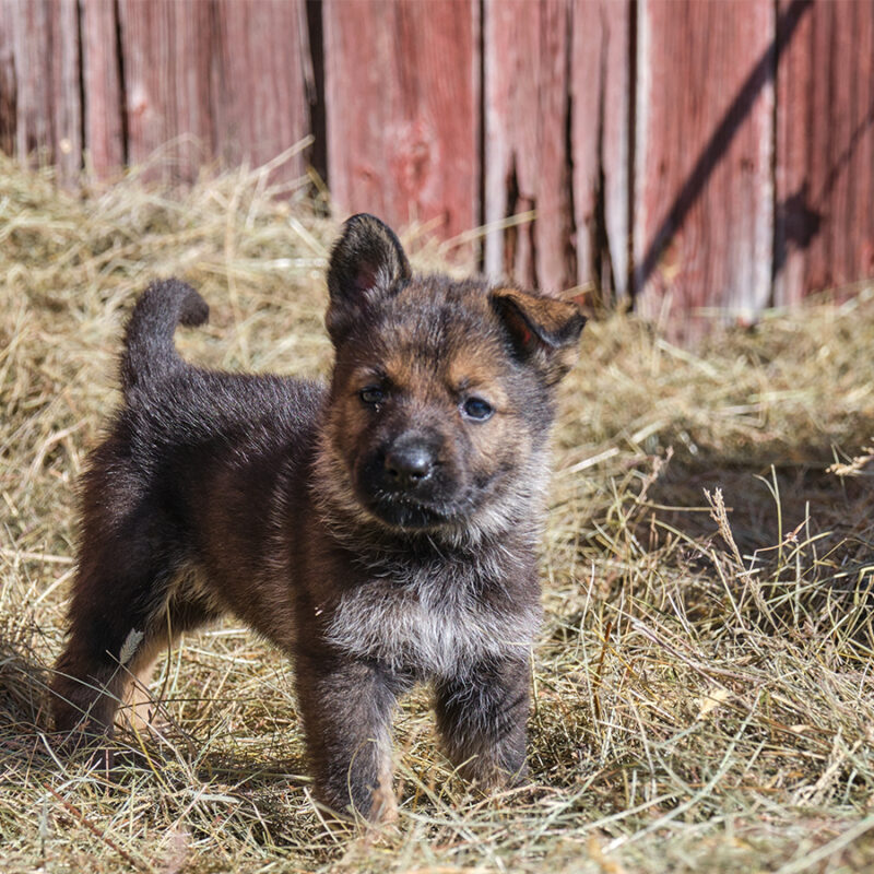 Beautiful,German,Shepherd,Puppies,Playing,In,Their,Enclosure,On,A Beautiful German Shepherd puppies playing in their enclosure on a sunny spring day on a farm in Skaraborg Sweden