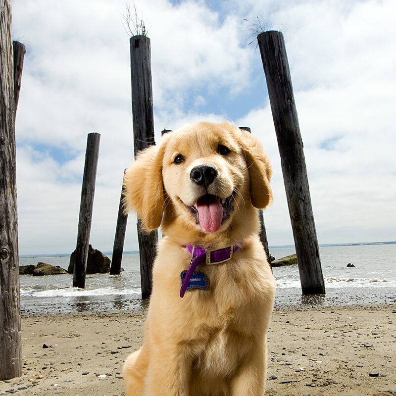Golden,Retriever,Puppy,At,The,Beach Golden Retriever Puppy at the Beach