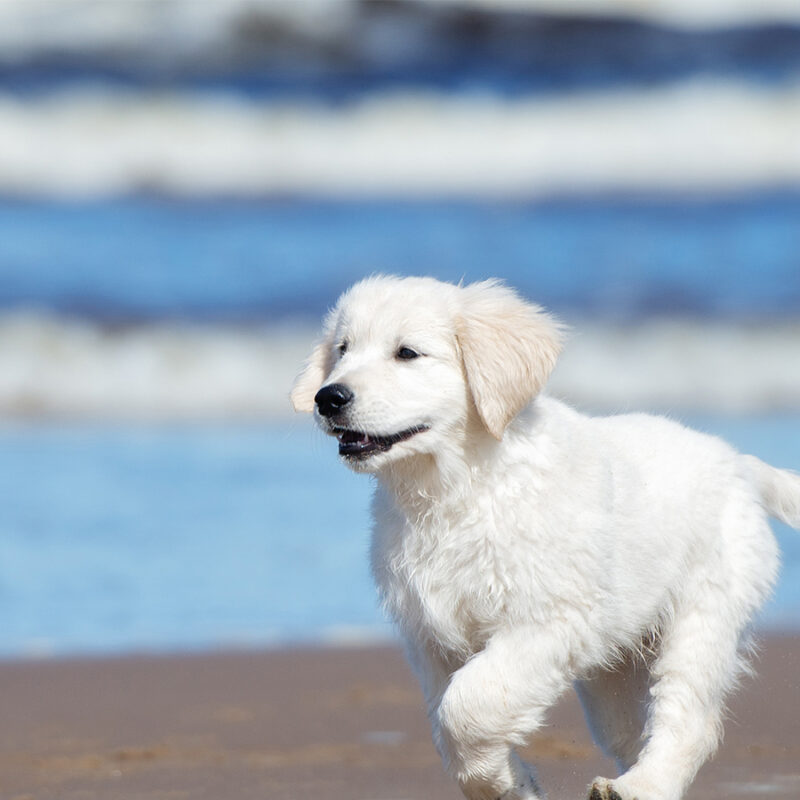 Golden,Retriever,Puppy,Running,On,A,Beach golden retriever puppy running on a beach