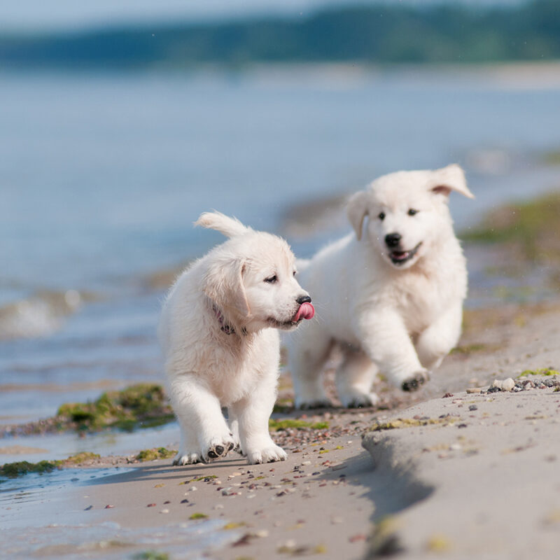 Adorable,Golden,Retriever,Puppies,On,The,Beach adorable golden retriever puppies on the beach