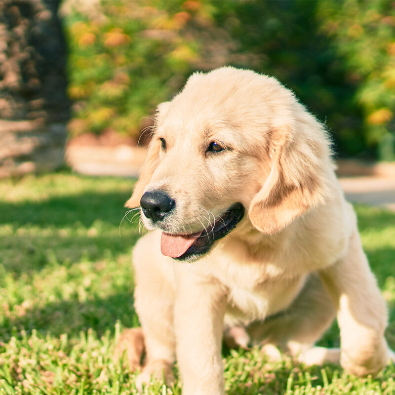Beautiful,And,Cute,Golden,Retriever,Puppy,Dog,Having,Fun,At Beautiful and cute golden retriever puppy dog having fun at the park sitting on the green grass. Lovely labrador purebred doggy