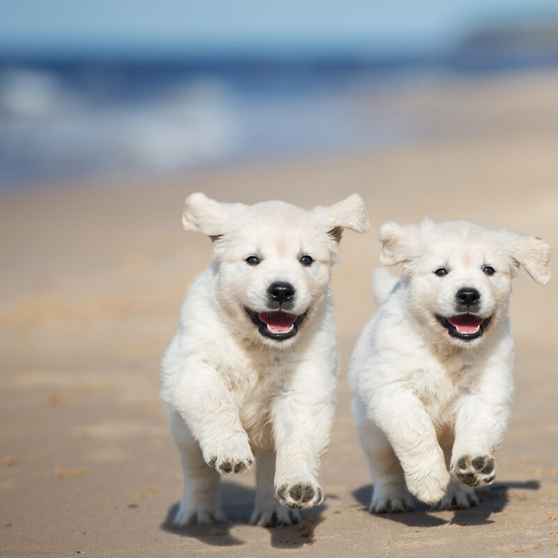 Two,Happy,Puppies,Running,On,A,Beach two happy puppies running on a beach