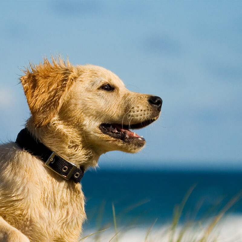 Puppy,Jumping,On,The,Beach Puppy jumping on the beach