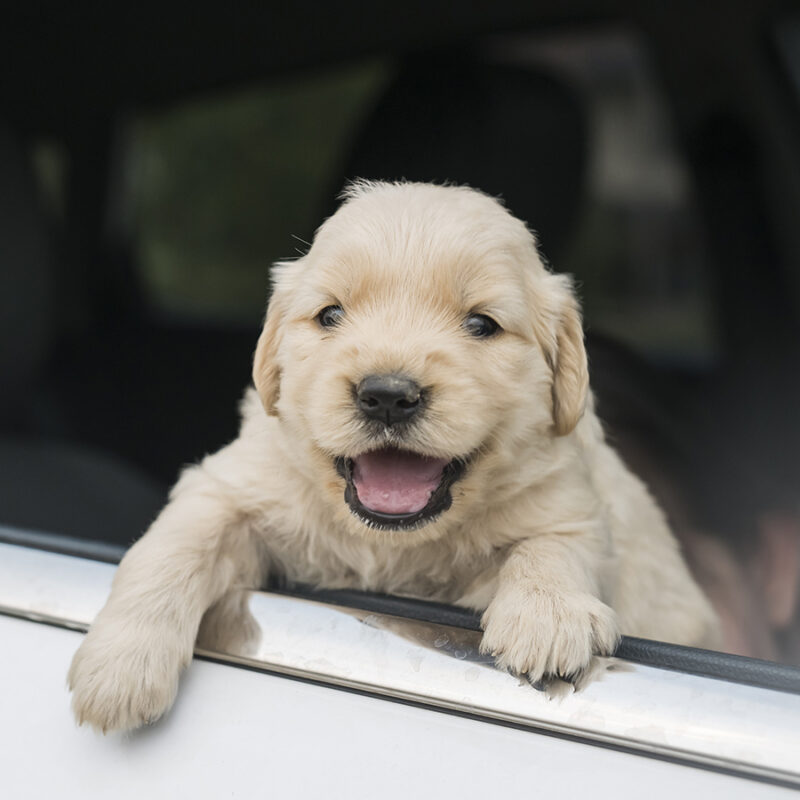 Four,Week,Old,Golden,Retriever,Puppy,Outdoors,On,A,Car four week old golden retriever puppy outdoors on a car
