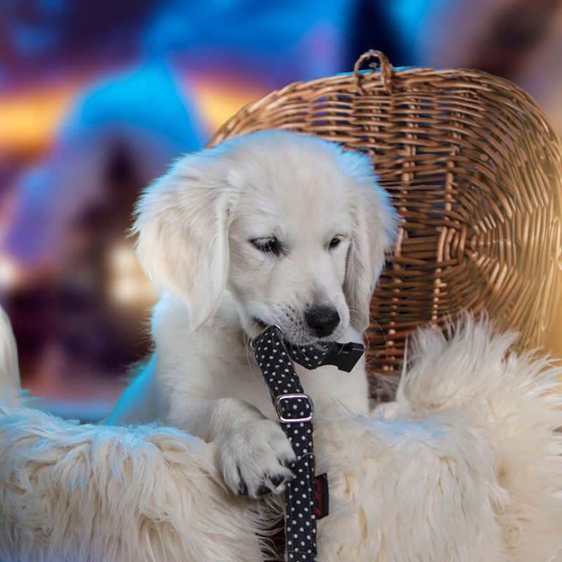 Funny,Golden,Retriever,Puppy,-,A,White,Dog,In,A Funny Golden Retriever puppy - a white dog in a wicker basket that wants to play. He holds a collar in his teeth. Winter landscape. A dog at night against the background of snow-covered houses.