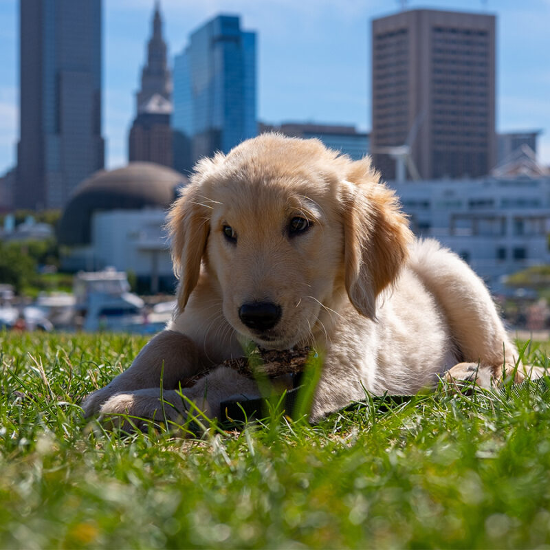 Puppy,Dog,Eyes,-,Golden,Retriever,Puppy,Playing,In,The Puppy Dog Eyes - Golden Retriever Puppy playing in the park with Cleveland City Skyline in the background