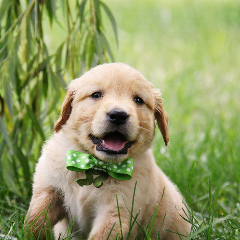 golden retriever puppies and mom at different ages