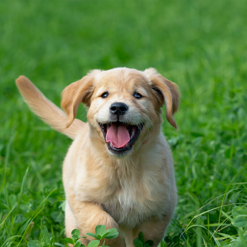 Little Golden Retriever puppy running through the green, long grass and having fun.