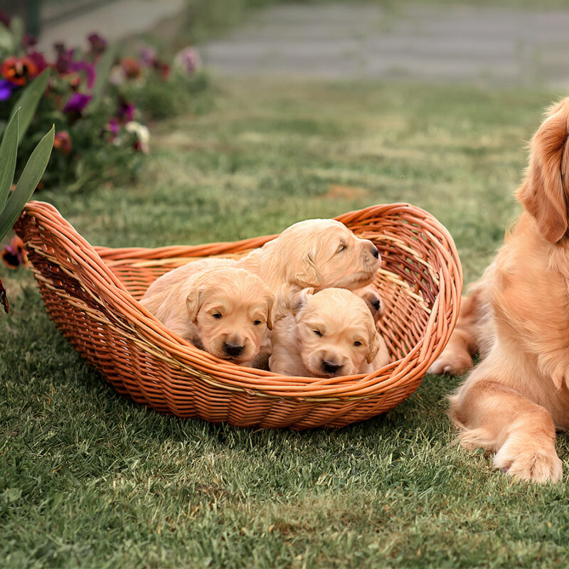 golden retriever mom lies next to a basket with newborn golden retriever puppies on the grass in the village at sunset in summer