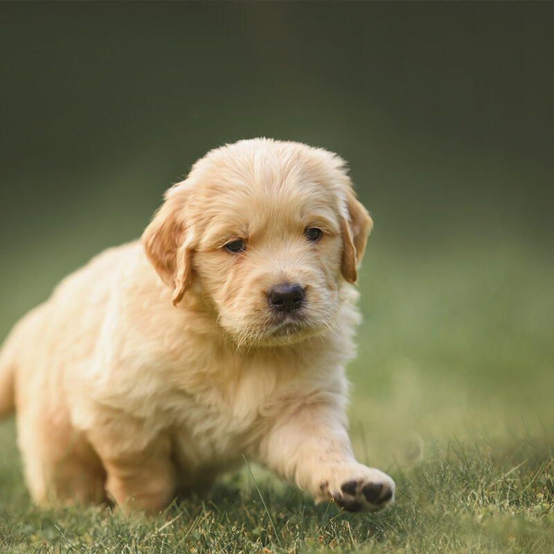 A,Small,Newborn,Puppy,1,Month,Old,Golden,Retriever,Labrador a small newborn puppy 1 month old golden retriever labrador in a basket runs on the grass. little puppy walk