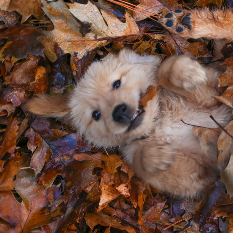 Golden,Retriever,Puppy,Laying,On,His,Back,In,Maple,Leaves Golden Retriever puppy laying on his back in Maple Leaves and chewing on a leaf