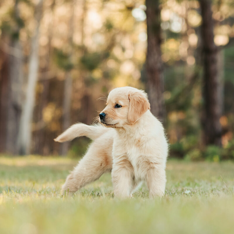 Golden,Retriever,Puppy,Playing,At,A,Park,Field,At,Sunset Golden retriever puppy playing at a park field at sunset with golden trees in the background. Portrait of a cute puppy in a field. Dog outdoors.