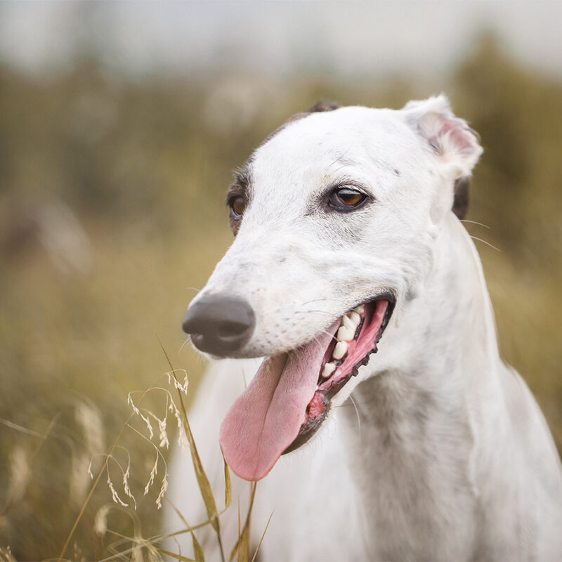 Greyhound,Dog greyhound dog