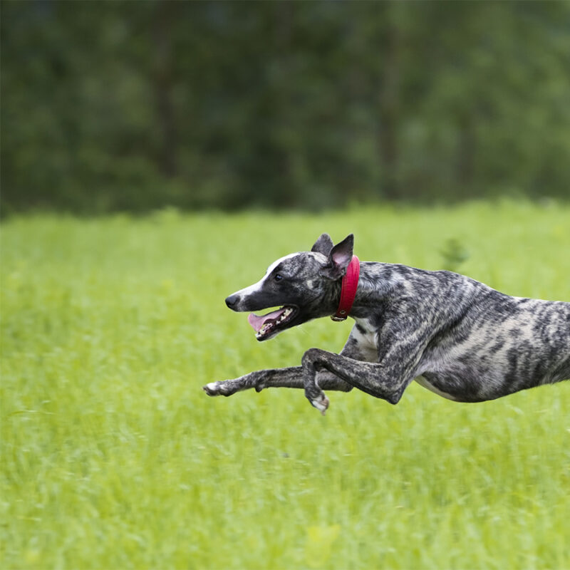 The,Greyhound,Is,Running,,The,Whippet,Is,Jumping The greyhound is running, the whippet is jumping