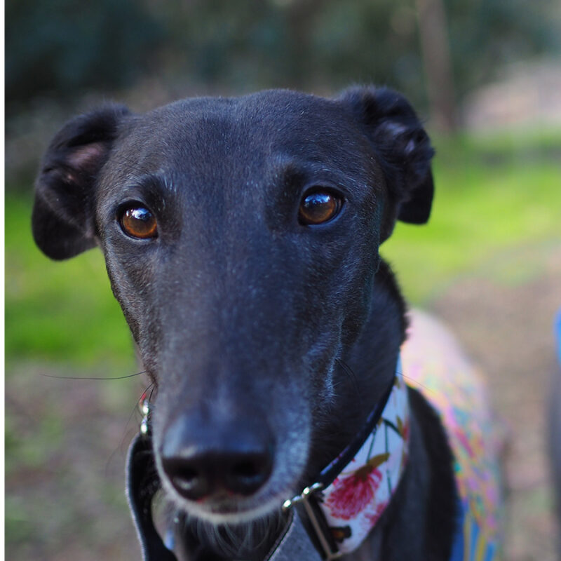 Greyhound,Rescue,Dog,Anti,Racing Greyhound rescue dog anti racing