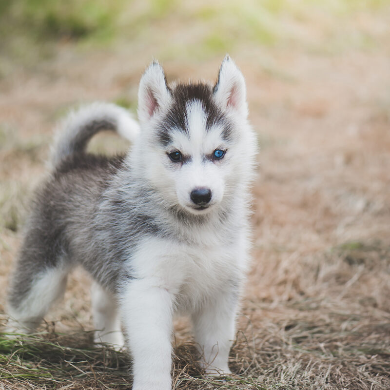 Husky Florida 2 Husky Florida 2