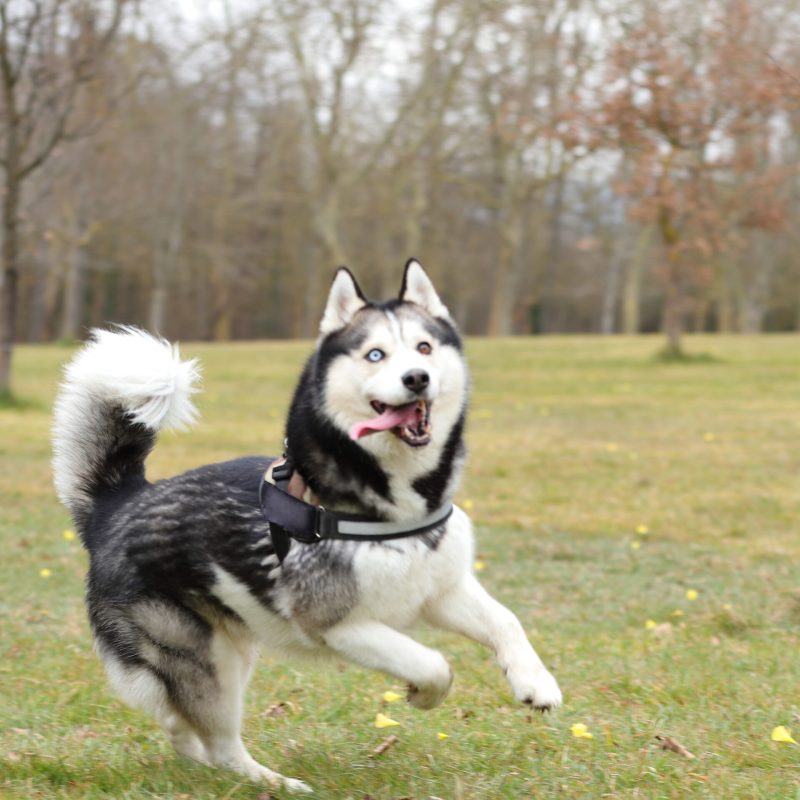 Husky Florida 3