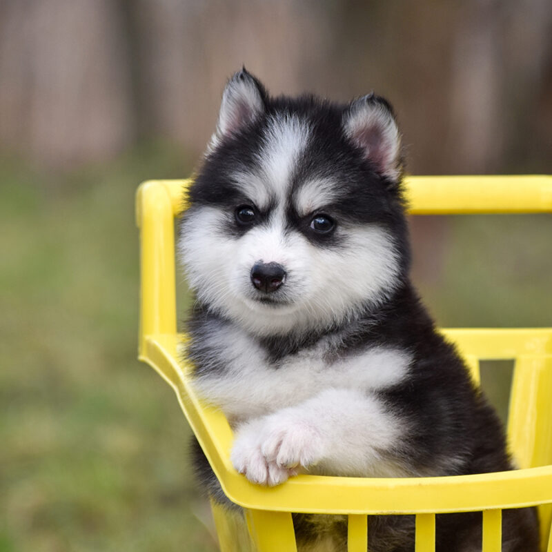 Fluffy,Siberian,Husky,Puppy,And,Yellow,Cart Fluffy Siberian Husky puppy and yellow cart